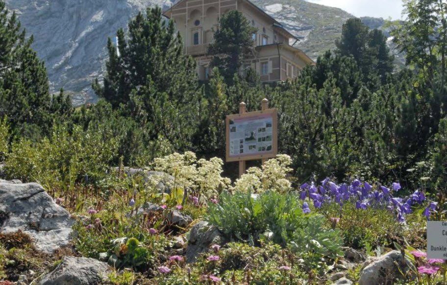 Alpengarten auf dem Schachen, Germany